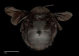  Xylocopa sp. female, abdomen, photo: J. Scott Adams 
